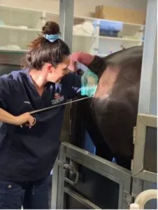 Equine Vet