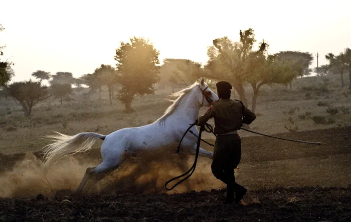 Horse Trainer