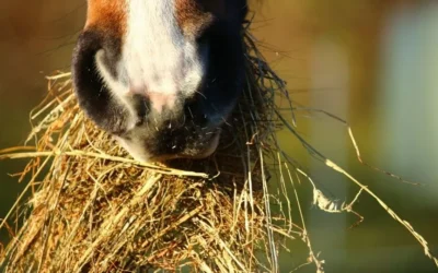 Horse Nutrition & Diet