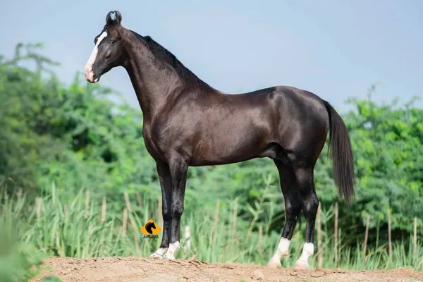 Stallion Balwan