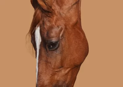 marwari horse