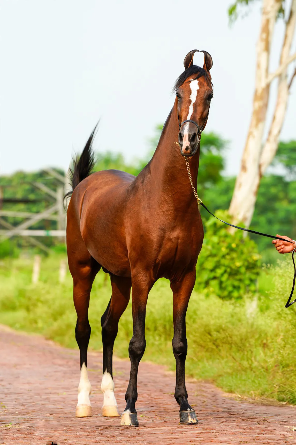 Marwari Horse aflatoon